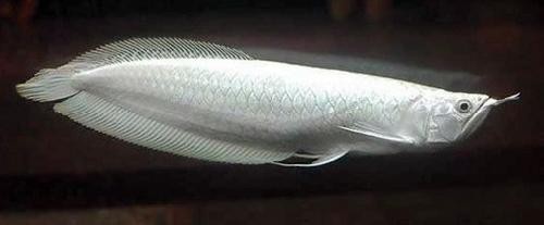 白金龍魚(yú)多少錢(qián)一條？