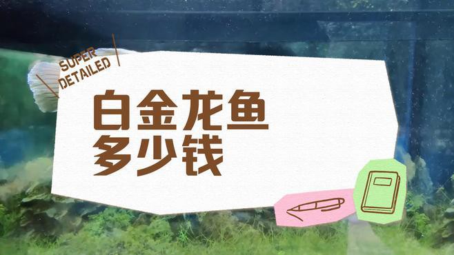白金龍魚(yú)多少錢(qián)一條？