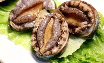 鮑魚和龍魚可以一起混合養殖嗎，鮑魚可以和龍魚一起養嗎：鮑魚可以和龍魚一起養嗎？
