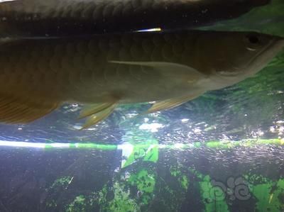 有體型較小的龍魚(yú)嗎為什么：體型較小的龍魚(yú)品種是體型較小的龍魚(yú)品種，為什么體型較小