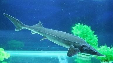 魚苗混養搭配技巧：魚苗混養搭配技巧涉及不同種類的魚苗放入同一水體中共同飼養 魚苗混養搭配技巧：魚苗混養搭配技巧涉及不同種類的魚苗放入同一水體中共同飼養 龍魚百科 第3張
