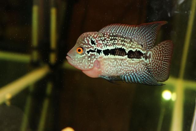 魚苗混養搭配技巧：魚苗混養搭配技巧涉及不同種類的魚苗放入同一水體中共同飼養 魚苗混養搭配技巧：魚苗混養搭配技巧涉及不同種類的魚苗放入同一水體中共同飼養 龍魚百科 第1張