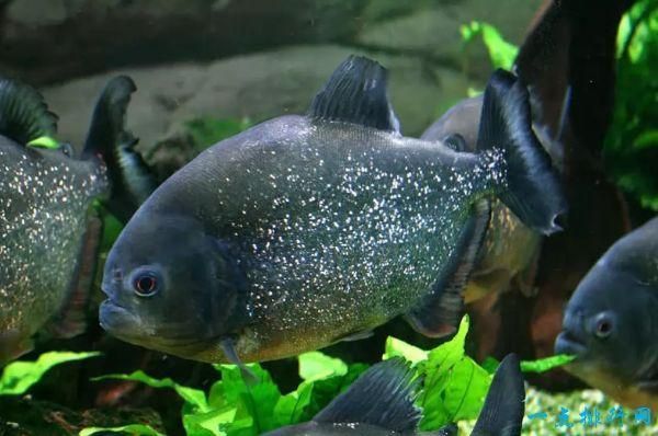 魚苗混養搭配技巧：魚苗混養搭配技巧涉及不同種類的魚苗放入同一水體中共同飼養 魚苗混養搭配技巧：魚苗混養搭配技巧涉及不同種類的魚苗放入同一水體中共同飼養 龍魚百科 第5張
