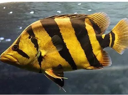 魚苗混養搭配技巧：魚苗混養搭配技巧涉及不同種類的魚苗放入同一水體中共同飼養 魚苗混養搭配技巧：魚苗混養搭配技巧涉及不同種類的魚苗放入同一水體中共同飼養 龍魚百科 第4張