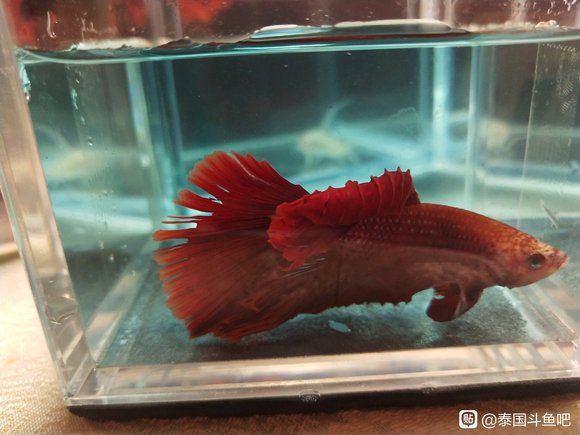 龍魚鰭爛了能自愈嗎