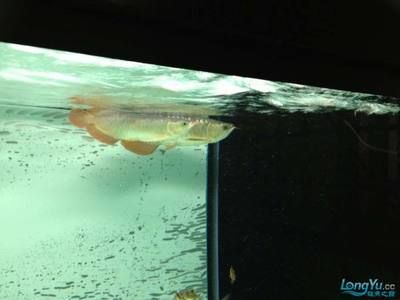 龍魚長期趴缸是什么原因分析圖：龍魚在魚缸中長期趴缸的原因分析
