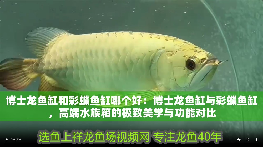 博士龍魚(yú)缸和彩蝶魚(yú)缸哪個(gè)好：博士龍魚(yú)缸與彩蝶魚(yú)缸，高端水族箱的極致美學(xué)與功能對(duì)比