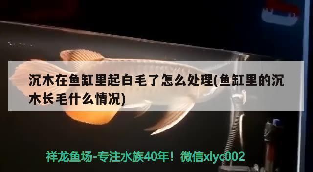 日本紅龍魚打火機價格表（日本紅龍魚打火機價格表摘要：zippo打火機收藏指南）