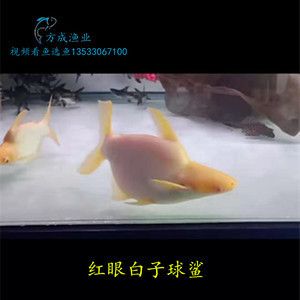 日本紅龍魚打火機價格表（日本紅龍魚打火機價格表摘要：zippo打火機收藏指南）