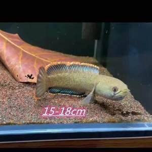 奶茶雷龍是冷水魚嗎還是溫水魚好：奶茶雷龍的飼養條件和水溫要求