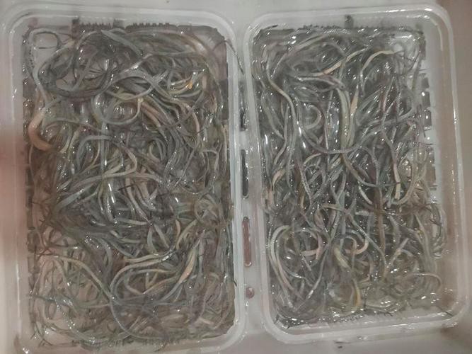 海龍魚圖片做流魚片
