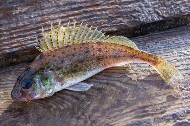 海龍魚圖片做流魚片