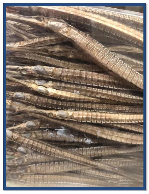 海龍魚圖片做流魚片