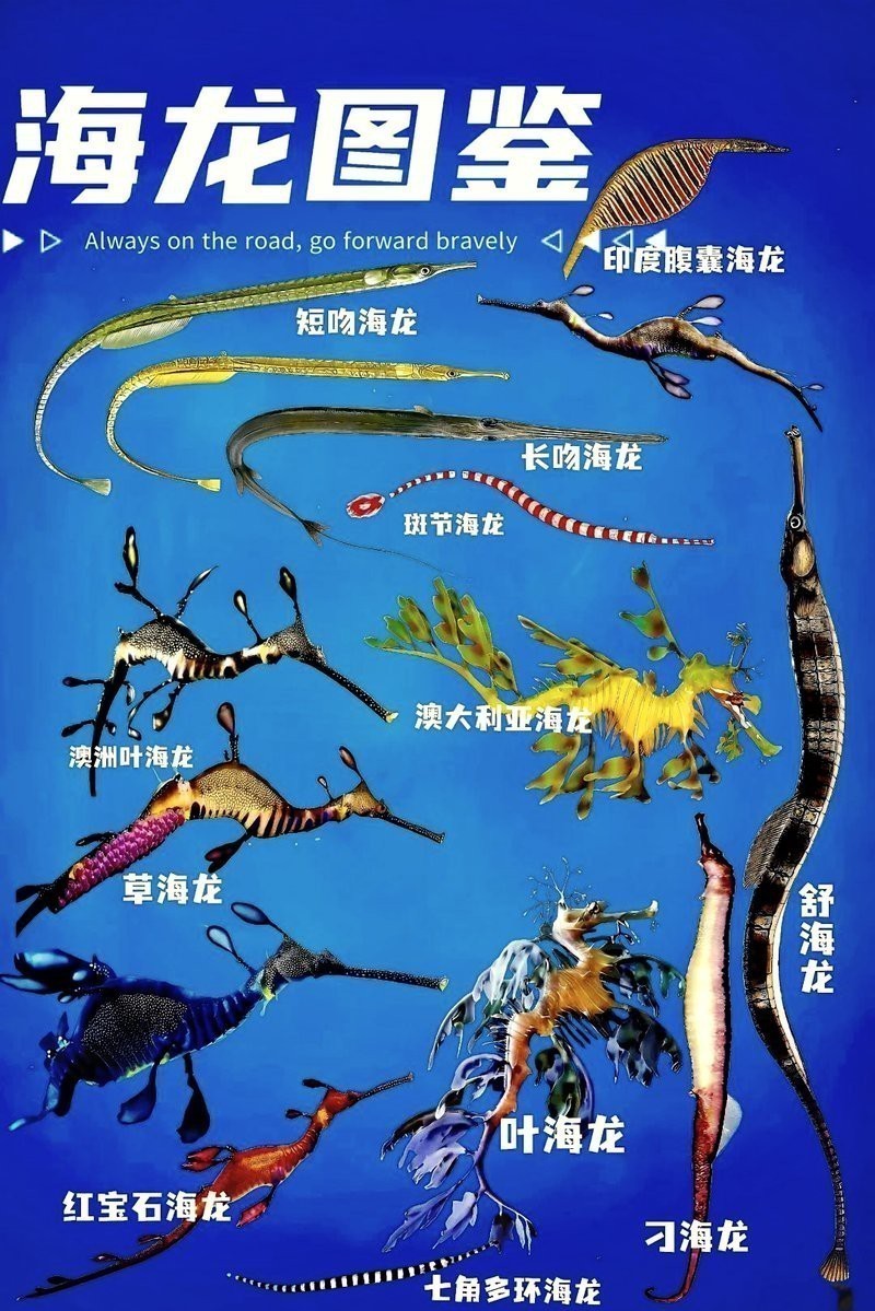 海龍魚圖片做流魚片