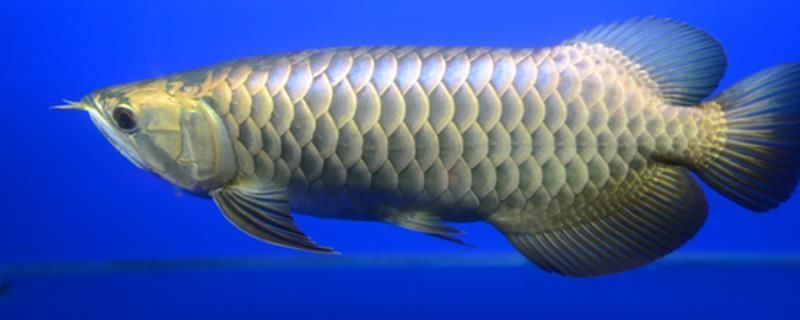 26度養龍魚：龍魚養殖水溫與龍魚的飼養溫度控制在26度之間的溫度