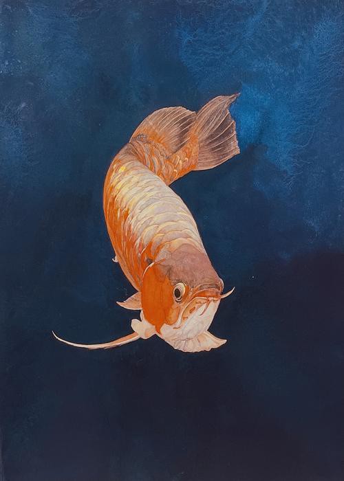 有沒有更多風格的紅龍魚壁紙？