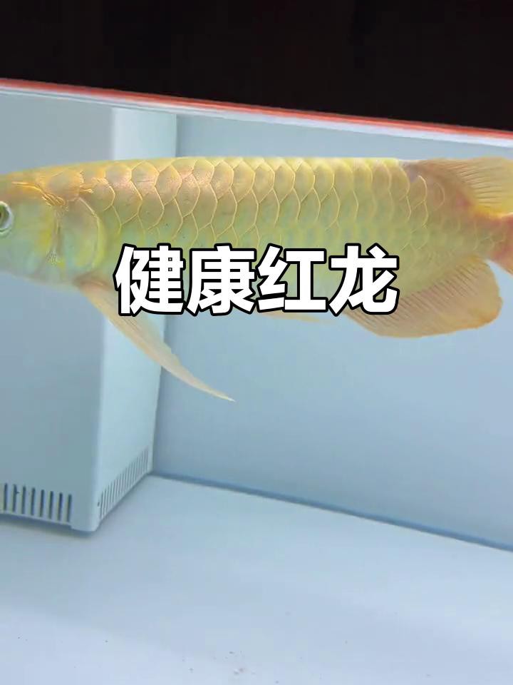 有沒有更多風格的紅龍魚壁紙？