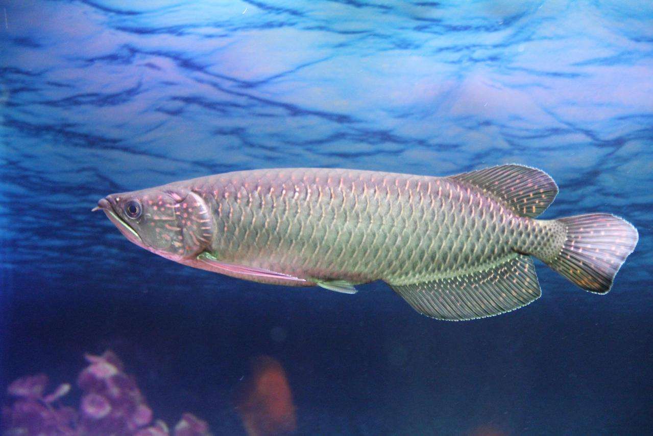 我要看龍魚的照片：亞洲頂級(jí)龍魚寫真照片：以下是一些龍魚壁紙的資源