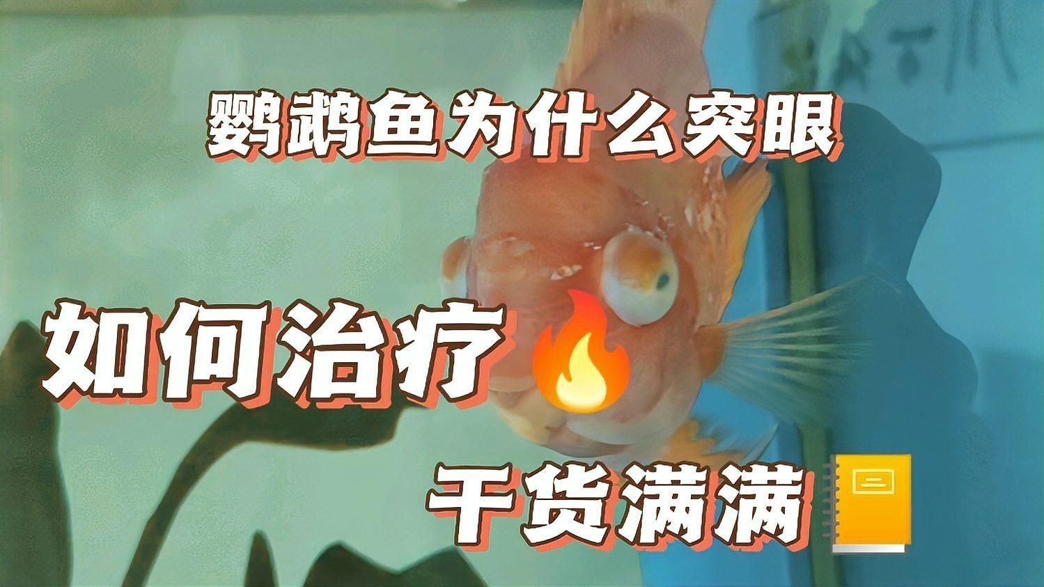 如何預(yù)防觀賞魚突眼病的發(fā)生？