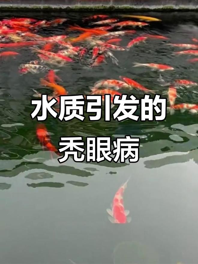如何預(yù)防觀賞魚突眼病的發(fā)生？