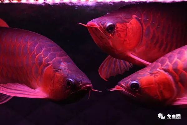 金龍魚用三基色燈還是白光燈好看些