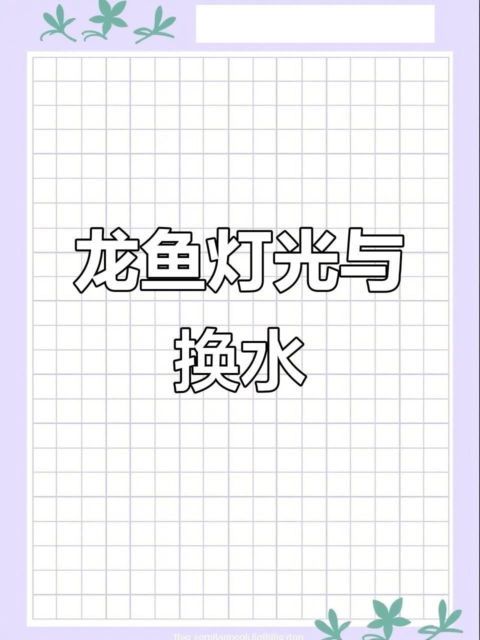 金龍魚光照條件優化