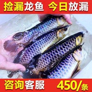 20公分龍魚可以吃多大的小魚苗呢（20公分的龍魚可以吃2-4厘米的小魚苗）