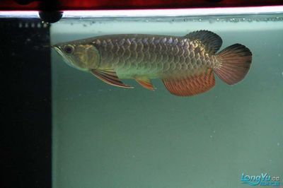 龍魚常見疾病與治療圖片高清大圖：關于龍魚常見疾病與治療圖片高清大圖