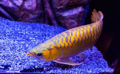 龍魚常見疾病與治療圖片高清大圖：關于龍魚常見疾病與治療圖片高清大圖