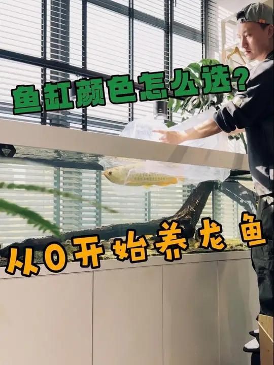 龍魚什么顏色的好