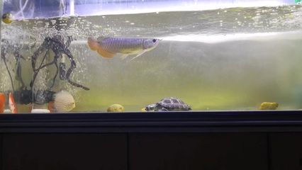 高背金龍魚怎么養才能活起來：高背金龍魚的飼養方法