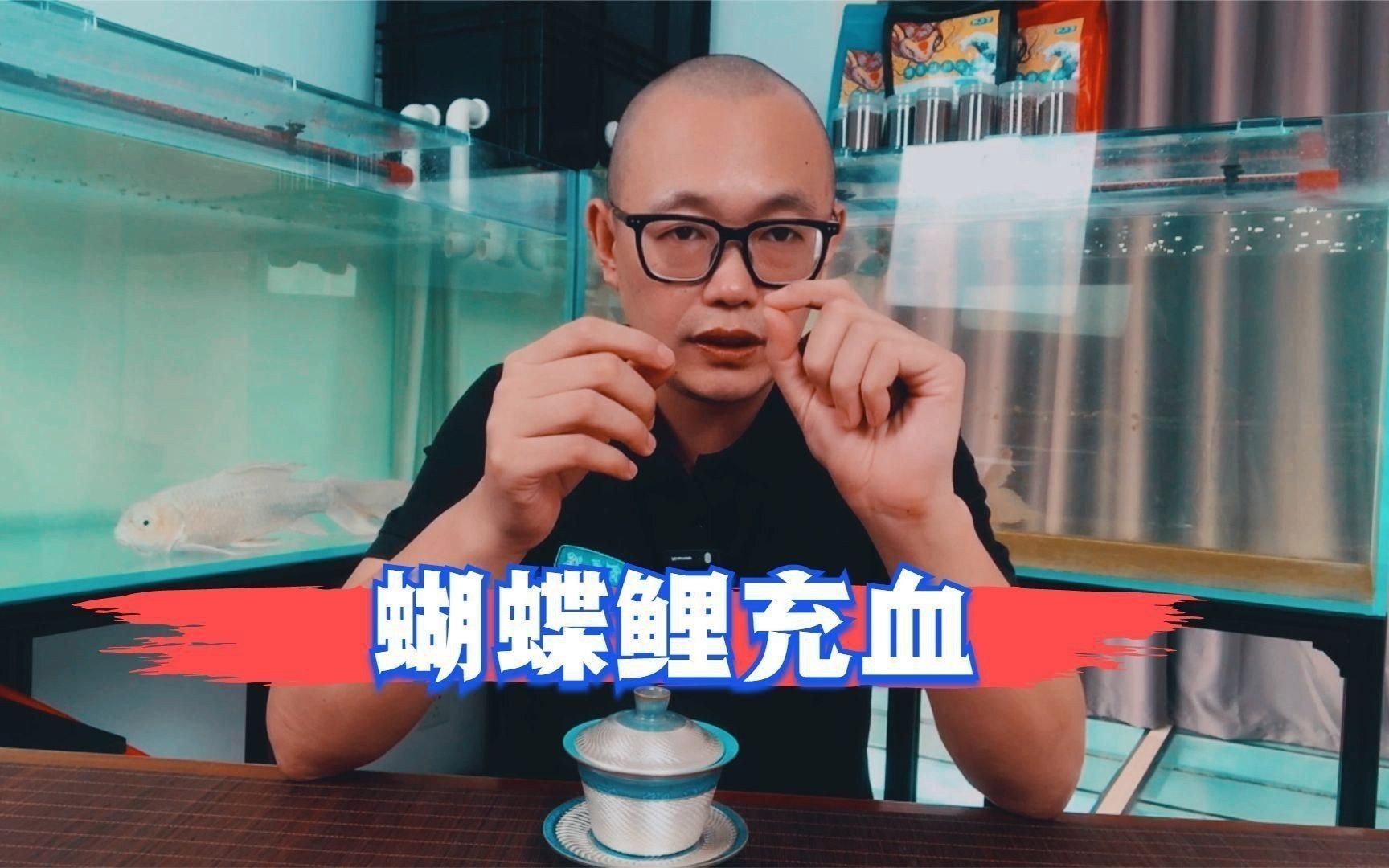 蝴蝶鯉尾巴紅血絲會自愈嗎？