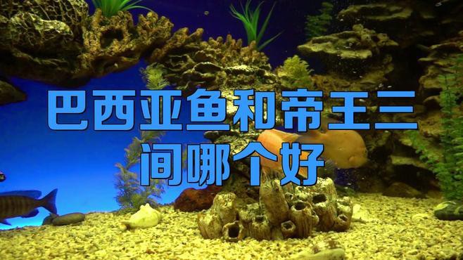 巴西亞魚和帝王三間混養龍魚哪個好一點