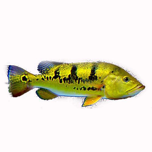 巴西亞魚和帝王三間混養龍魚哪個好一點