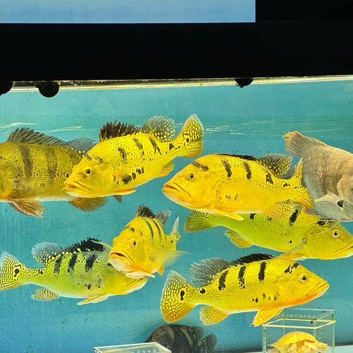 巴西亞魚和帝王三間混養龍魚哪個好一點