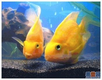 哪里請專業修魚缸的師傅，專業修魚缸師傅的重要性