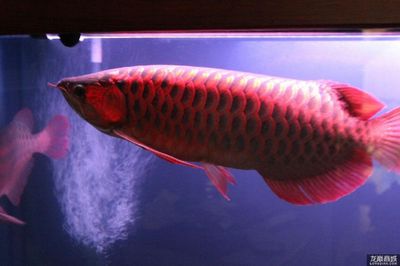 為什么紅龍魚(yú)價(jià)格這么貴：為什么紅龍魚(yú)的價(jià)格那么昂貴？