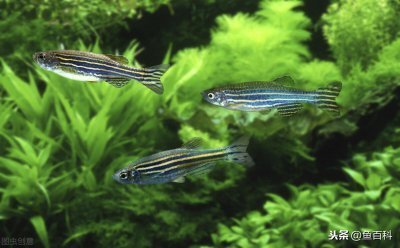 齊齊哈爾水族批發(fā)市場(chǎng) 齊齊哈爾水產(chǎn)品批發(fā)市場(chǎng)