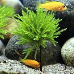 萬年水族店，萬年縣森森格池水族店