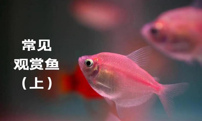 羅漢魚龍魚