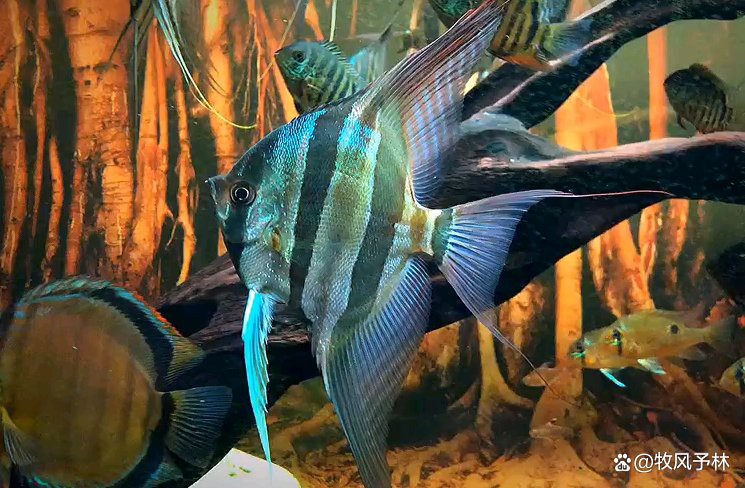 羅漢魚龍魚