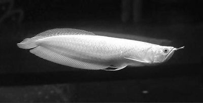 龍魚怕光,開燈就不動了怎么辦呀：龍魚怕光開燈就不動了怎么辦，龍魚開燈不動了怎么辦