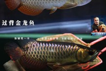 B過金龍和過背金龍的價格差異大嗎？