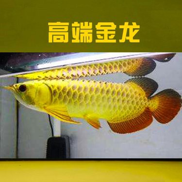 B過金龍和過背金龍的價格差異大嗎？