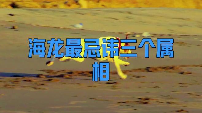 海龍有哪些禁忌人群