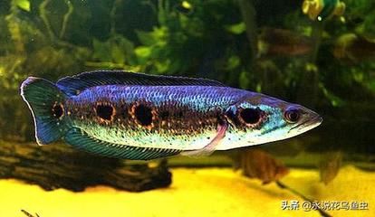 雷龍魚可以和龍魚混養(yǎng)：雷龍魚和龍魚可以混養(yǎng)嗎