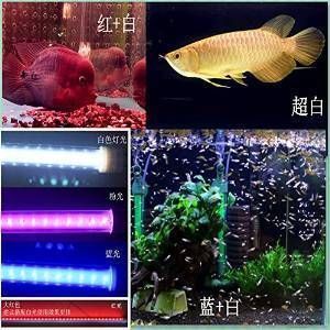 龍魚對光線要求高嗎:關于龍魚對光線的要求 龍魚百科 第5張 龍魚對光線要求高嗎:關于龍魚對光線的要求 龍魚對光線要求高嗎:關于龍魚對光線的要求 龍魚百科 第5張