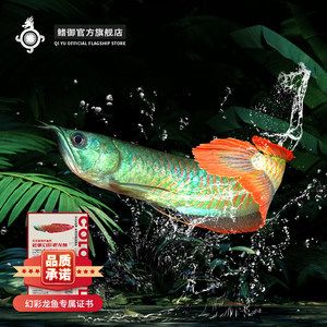 幻彩銀龍魚是什么原因（幻彩銀龍魚和銀龍有什么區(qū)別？）