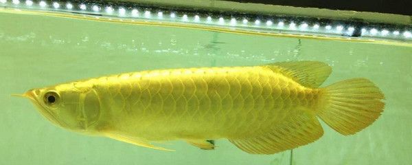 金龍魚喂活食好還是飼料好一點：昆侖金龍魚飼養金龍魚喂養金龍魚喂活食好還是飼料好