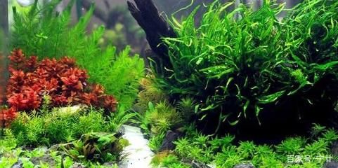 魚缸草有哪些（水草養殖的光照管理）